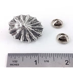 A handcrafted Limpet Pin next to a ruler, available for sale at Creativeartisan.com - the image offers a sense of scale