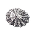 Detailed Antique Pewter Limpet Pin that can be worn on a hat, jacket, backpack, etc.