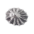 Detailed Antique Pewter Limpet Pin that can be worn on a hat, jacket, backpack, etc.
