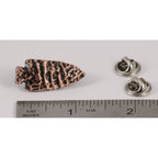 A handcrafted Native American Arrowhead Pin next to a ruler, available for sale at Creativeartisan.com - the image offers a sense of scale