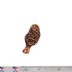A handcrafted Morel Mushroom Pin next to a ruler, available for sale at Creativeartisan.com - the image offers a sense of scale