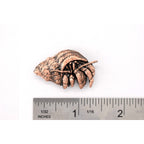 A handcrafted Hermit Crab Pin next to a ruler, available for sale at Creativeartisan.com - the image offers a sense of scale