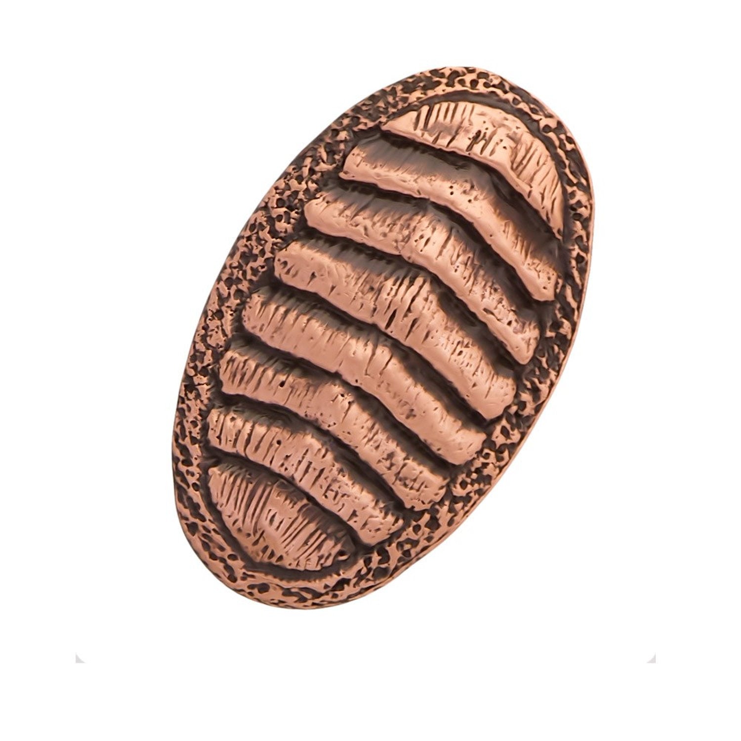 Chiton Pin