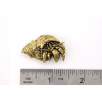 A handcrafted Hermit Crab Pin next to a ruler, available for sale at Creativeartisan.com - the image offers a sense of scale