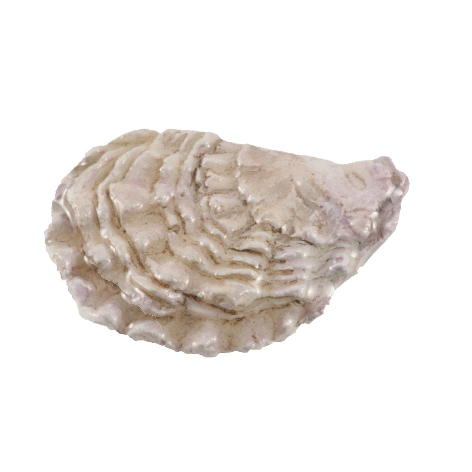 Oyster Shell Pin