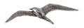 Aleutian Tern Premium Pin B079PR