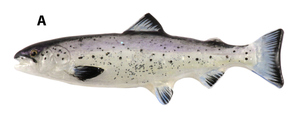 Atlantic Salmon Magnet F058