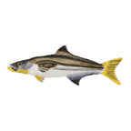 Cobia Pin S029