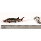 Sturgeon Pin F090